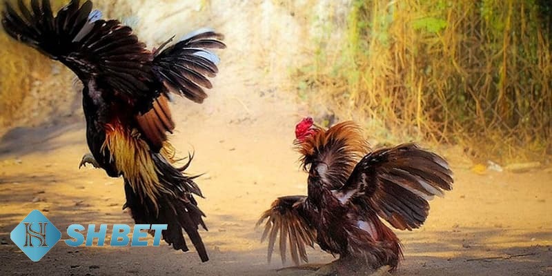 các hình thức đá gà hiện nay các hình thức đá gà hiện nay