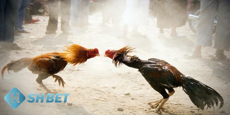các hình thức đá gà hiện nay các hình thức đá gà hiện nay