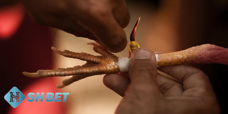 các hình thức đá gà hiện nay các hình thức đá gà hiện nay