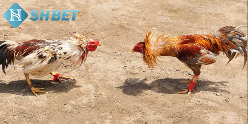 Những điểm thu hút tại đá gà tại trang cược