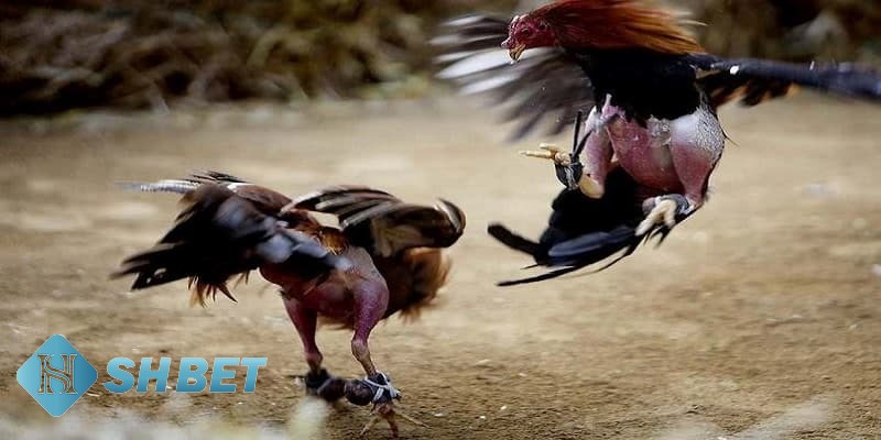 đá gà cựa dao đá gà cựa dao