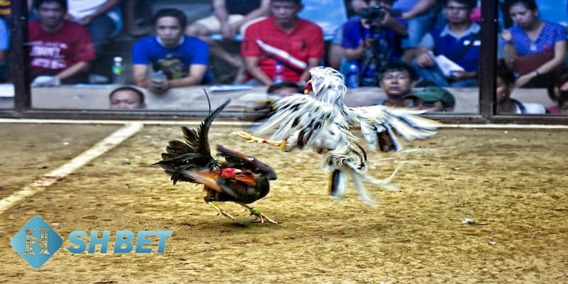 đá gà cựa dao đá gà cựa dao