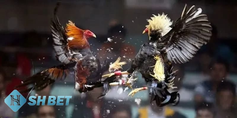 kinh nghiệm soi kèo đá gà kinh nghiệm soi kèo đá gà