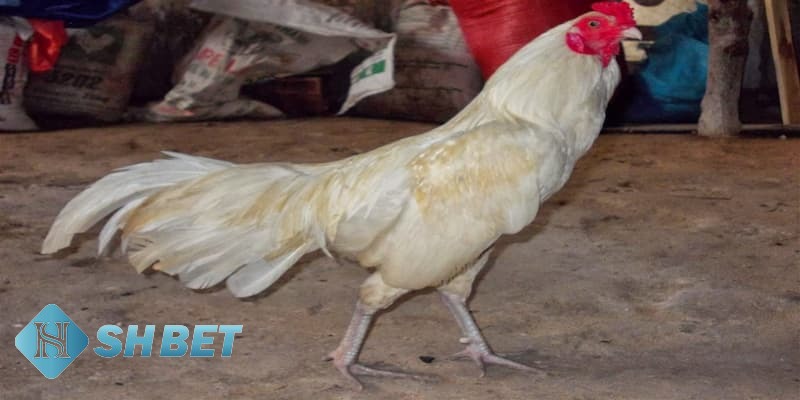 mẹo chơi đá gà thomo mẹo chơi đá gà thomo