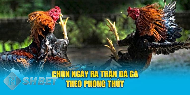 mẹo chơi đá gà thomo mẹo chơi đá gà thomo