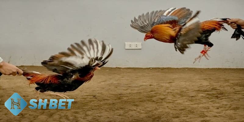 mẹo chơi đá gà thomo