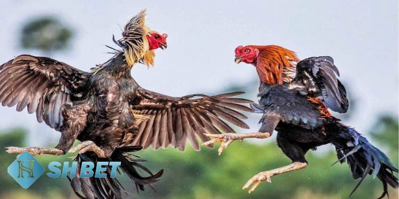 trực tiếp đá gà Mỹ trực tiếp đá gà Mỹ