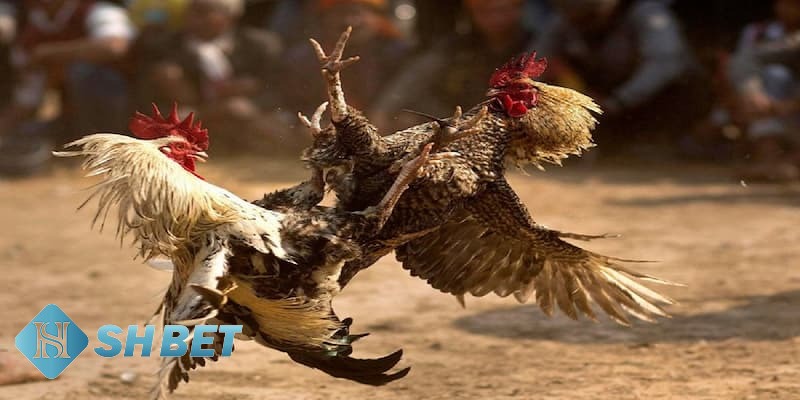 trực tiếp đá gà Mỹ trực tiếp đá gà Mỹ