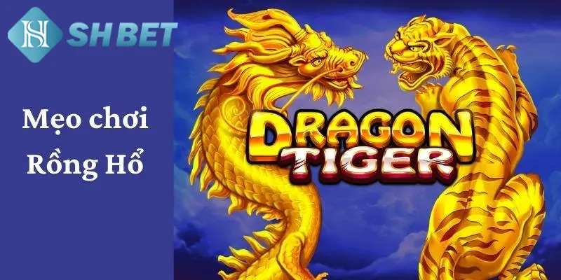 Kinh nghiệm chơi Rồng Hổ bằng cược gấp thếp