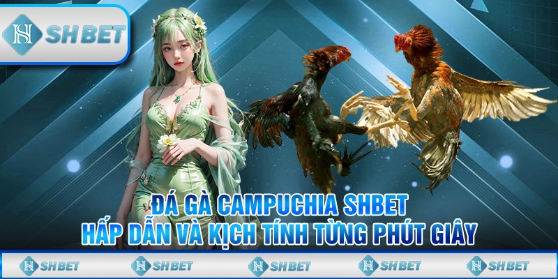 Đá Gà Campuchia SHBET - Hấp Dẫn, Kịch Tính Từng Phút Giây