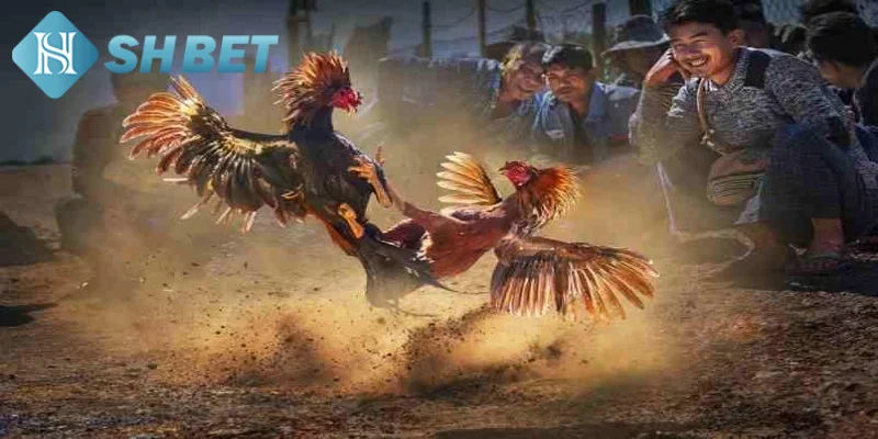 Giới thiệu đôi nét khái quát về đá gà chọi Thái Lan