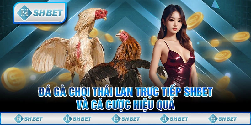 Đá Gà Chọi Thái Lan Trực Tiếp SHBET Và Cá Cược Hiệu Quả