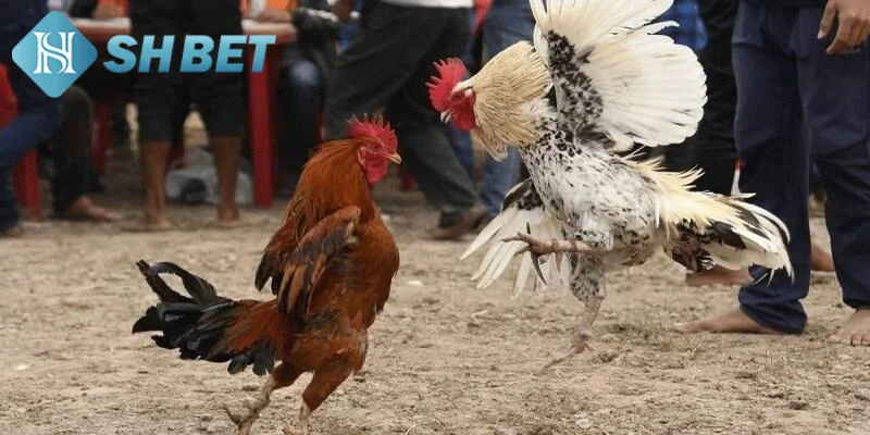 Tìm hiểu vài nét khái quát về hình thức đá gà cựa dao