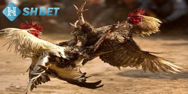 Quy luật tham gia chơi chọi gà cựa dao chi tiết cho tân binh