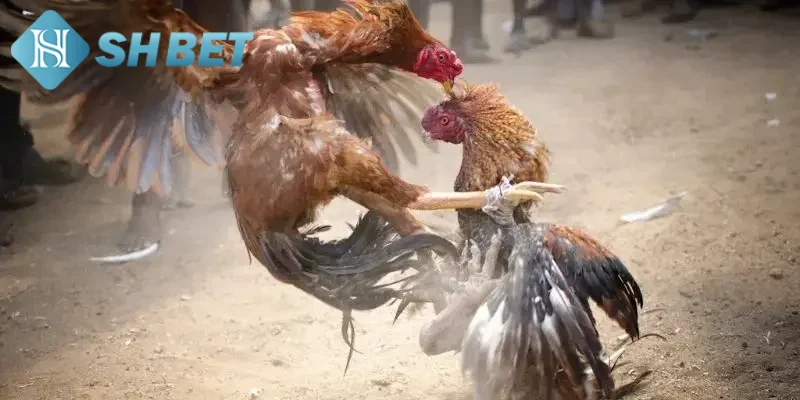 Ưu điểm nổi bật khi tham gia trải nghiệm chọi gà cựa dao