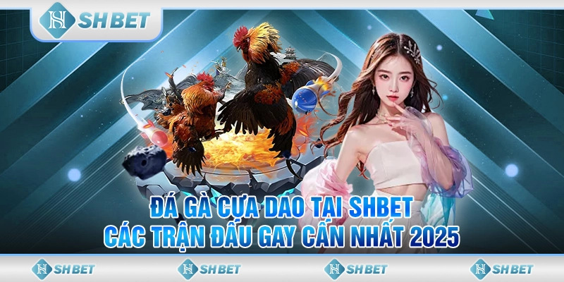 Đá Gà Cựa Dao Tại SHBET - Các Trận Đấu Gay Cấn Nhất 2025