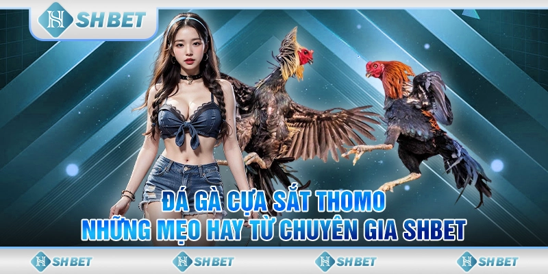 Đá Gà Cựa Sắt Thomo - Những Mẹo Hay Từ Chuyên Gia SHBET