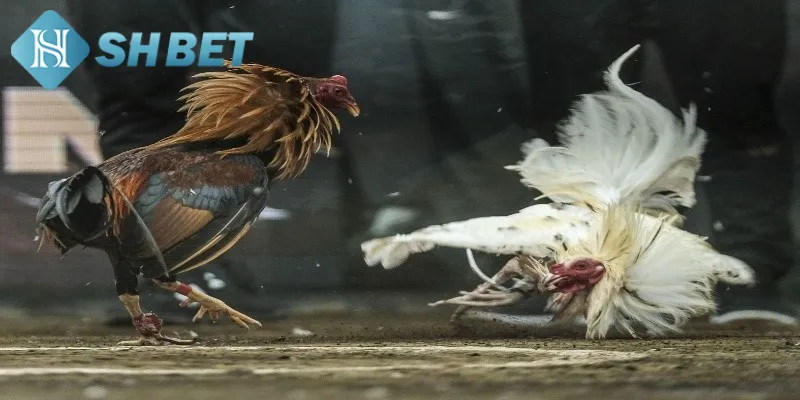 Đôi nét thông tin cơ bản cần biết về đá gà siêu hạng