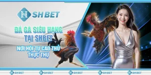 Đá Gà Siêu Hạng Tại SHBET - Nơi Hội Tụ Cao Thủ Thực Thụ