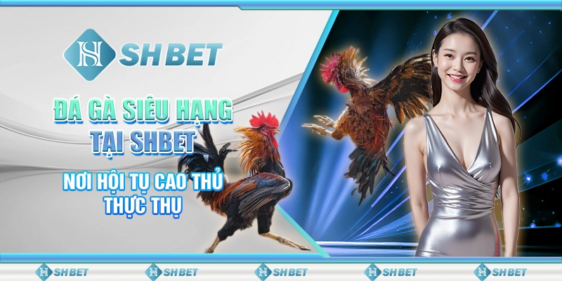 Đá Gà Siêu Hạng Tại SHBET - Nơi Hội Tụ Cao Thủ Thực Thụ