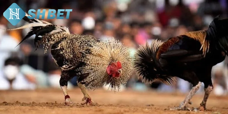Một vài thông tin bạn cần biết về hình thức đá gà Thomo