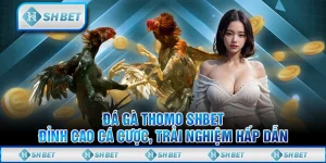 Đá Gà Thomo SHBET - Đỉnh Cao Cá Cược, Trải Nghiệm Hấp Dẫn