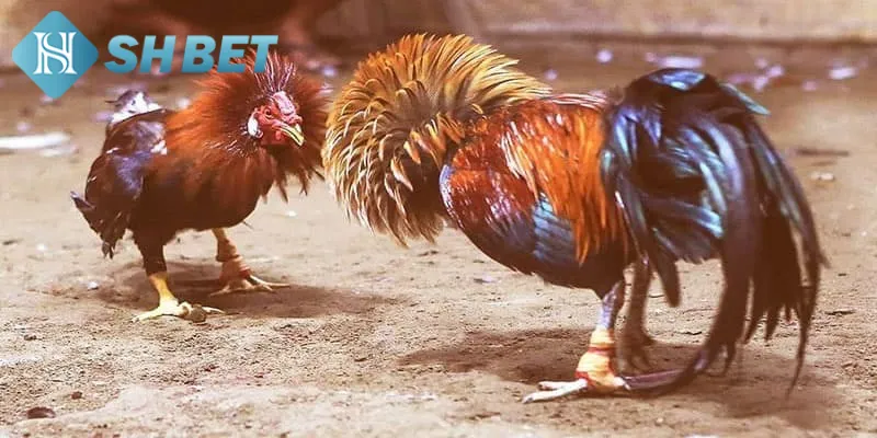 Luật chơi đá gà tre chi tiết cho thành viên mới