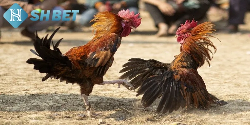 Một vài thông tin sơ lược về hình thức đá gà tre nhanh