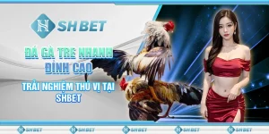 Đá Gà Tre Nhanh Đỉnh Cao - Trải Nghiệm Thú Vị Tại SHBET
