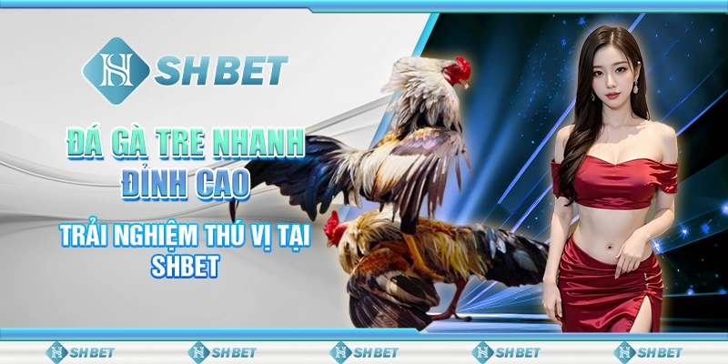 Đá Gà Tre Nhanh Đỉnh Cao - Trải Nghiệm Thú Vị Tại SHBET