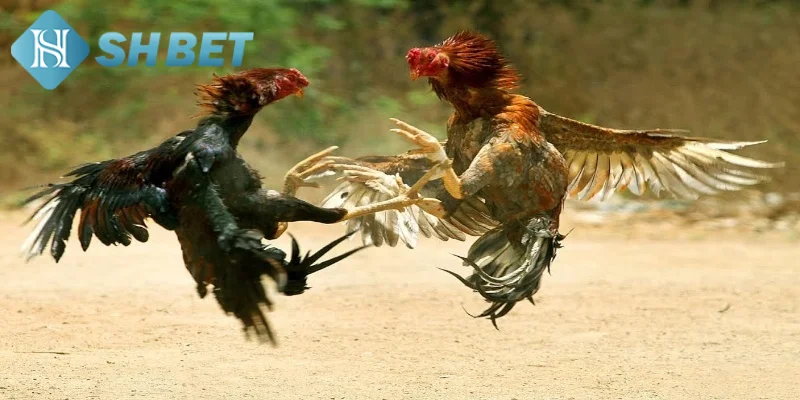 Tìm hiểu vài nét khái quát về đấu gà siêu chiến