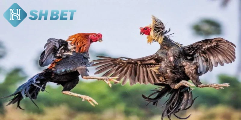 Tìm hiểu một vài thông tin tổng quan về trận đá gà 24 tỷ