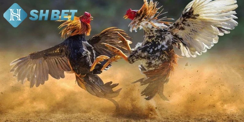 Giới thiệu vài nét sơ lược về hình thức trực tiếp đá gà Thomo