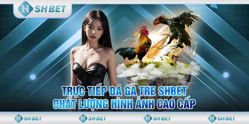 Trực Tiếp Đá Gà Tre SHBET - Chất Lượng Hình Ảnh Cao Cấp