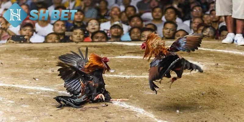 Tìm hiểu một vài thông tin về bộ môn đá gà cổ điển