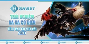 Trải Nghiệm Đá Gà Cổ Điển Đỉnh Cao Tại Nhà Cái SHBET