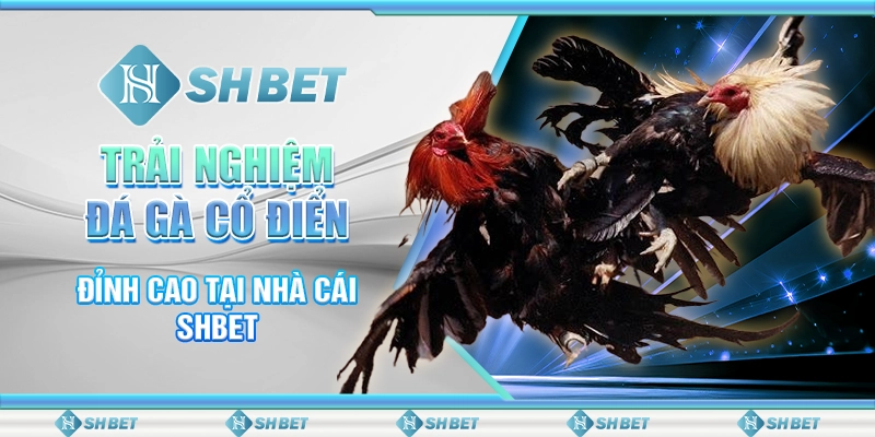 Trải Nghiệm Đá Gà Cổ Điển Đỉnh Cao Tại Nhà Cái SHBET