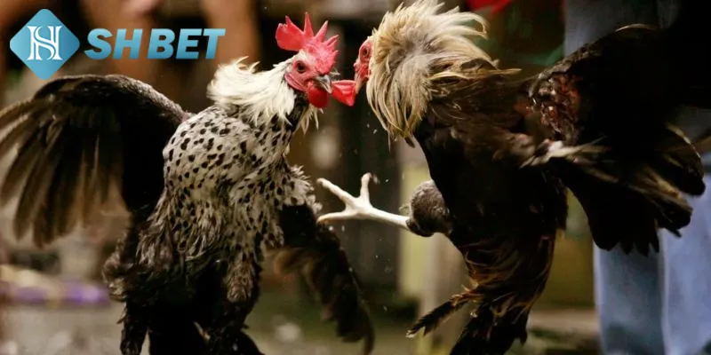 Thông tin cơ bản hội viên cần biết về đá gà cựa sắt