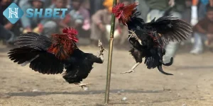 Đá Gà Mỹ Chiến Tại SHBET - Trải Nghiệm Đấu Gà Thực Tế