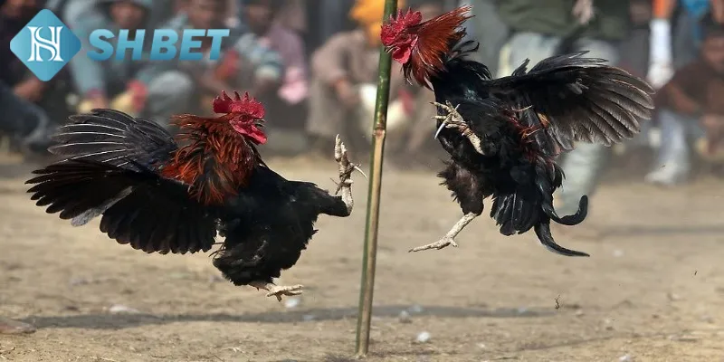 Đá Gà Mỹ Chiến Tại SHBET - Trải Nghiệm Đấu Gà Thực Tế