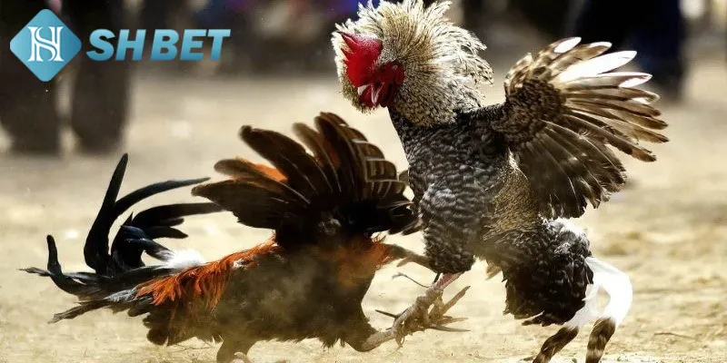 Đôi nét thông tin sơ lược về bộ môn đá gà Mỹ chiến