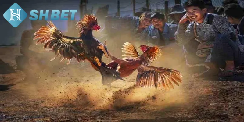 Tổng hợp 2 hình thức chọi gà Mỹ chiến phổ biến