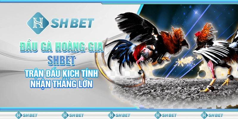 Đấu Gà Hoàng Gia SHBET - Trận Đấu Kịch Tính Nhận Thắng Lớn