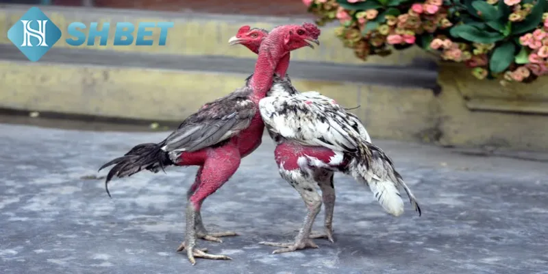 Thông tin cơ bản hội viên cần biết về gà chọi xứ Bắc