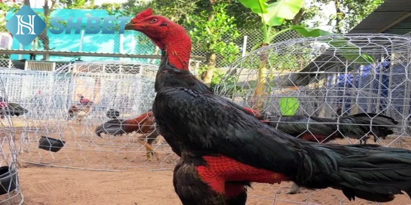 Đặc điểm nổi bật có thể nhìn thấy ở chiến kê xứ Bắc