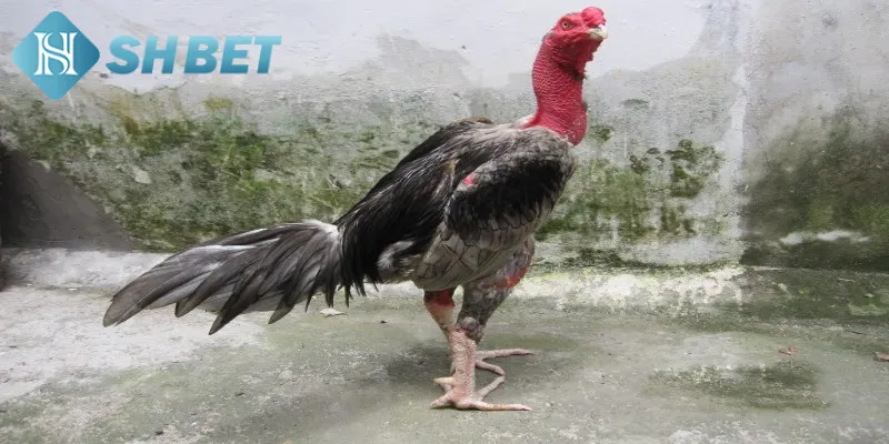 Bật mí kinh nghiệm đặt cược đá gà xứ Bắc bất bại