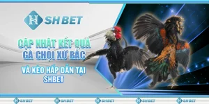 Cập Nhật Kết Quả Gà Chọi Xứ Bắc Và Kèo Hấp Dẫn Tại SHBET