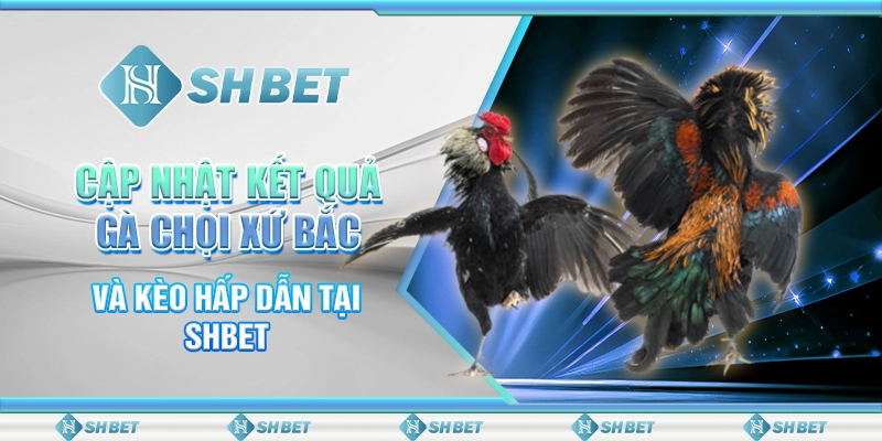 Cập Nhật Kết Quả Gà Chọi Xứ Bắc Và Kèo Hấp Dẫn Tại SHBET