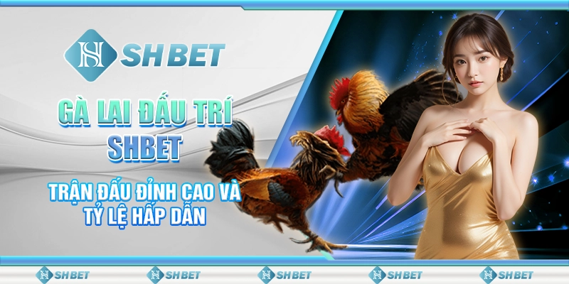 Gà Lai Đấu Trí SHBET – Trận Đấu Đỉnh Cao Và Tỷ Lệ Hấp Dẫn